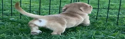 Mixed Breed dogs for sale: Unique Dorgi Female with Blue Eye - Corgi & Dachshund Mix - Ad 2
