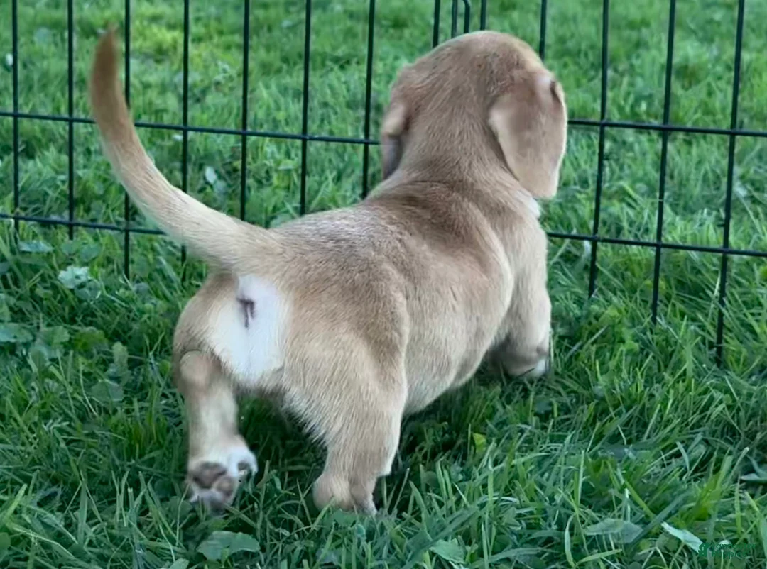 Mixed Breed dogs for sale: Unique Dorgi Female with Blue Eye - Corgi & Dachshund Mix - Ad 2