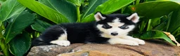 Siberian Husky dogs for sale: Romney - Ad 7