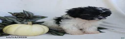 Teddy Bear dogs for sale: Kelly - Ad 4