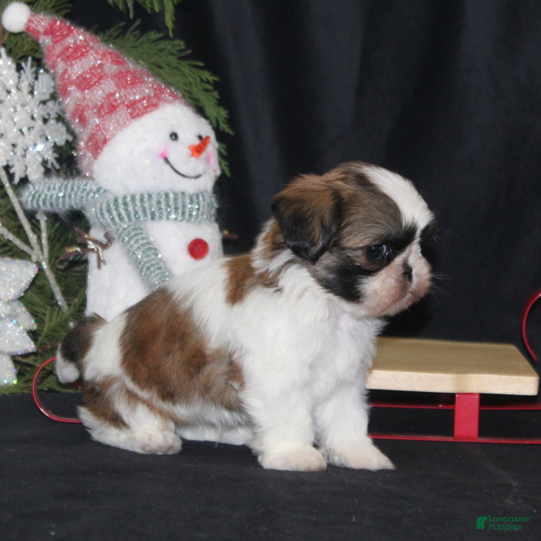 Shih Tzu dogs for sale: Opie - Ad 2