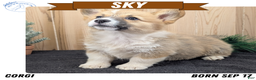 Welsh Corgi Pembroke dogs for sale: Sky - Ad 1