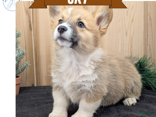 Welsh Corgi Pembroke dogs Sky - Ad 14