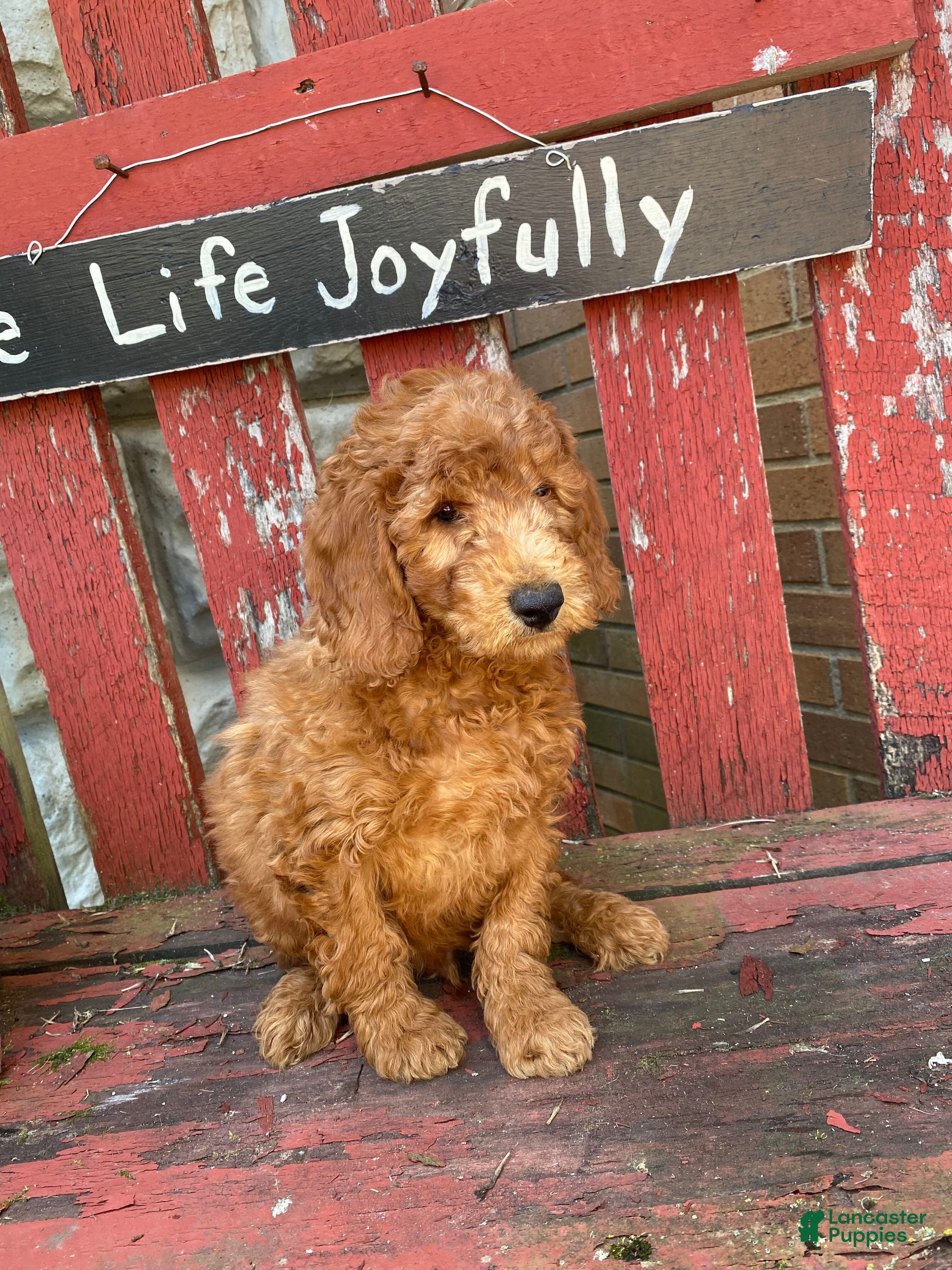 Goldendoodle Deals Standard Goldendoodle Puppies For Sale Near Me