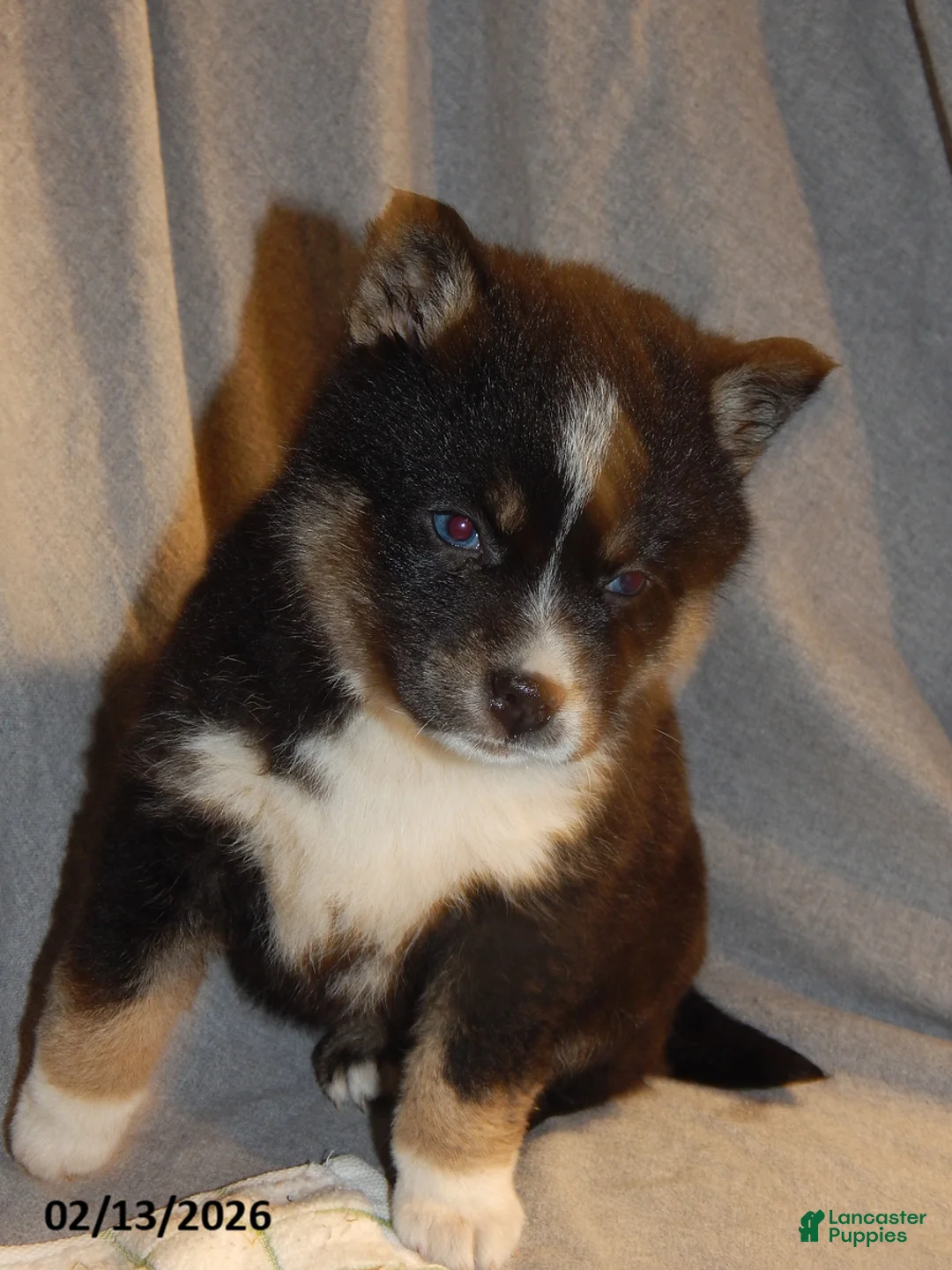 Pomsky dogs for sale: Sally - Ad 4