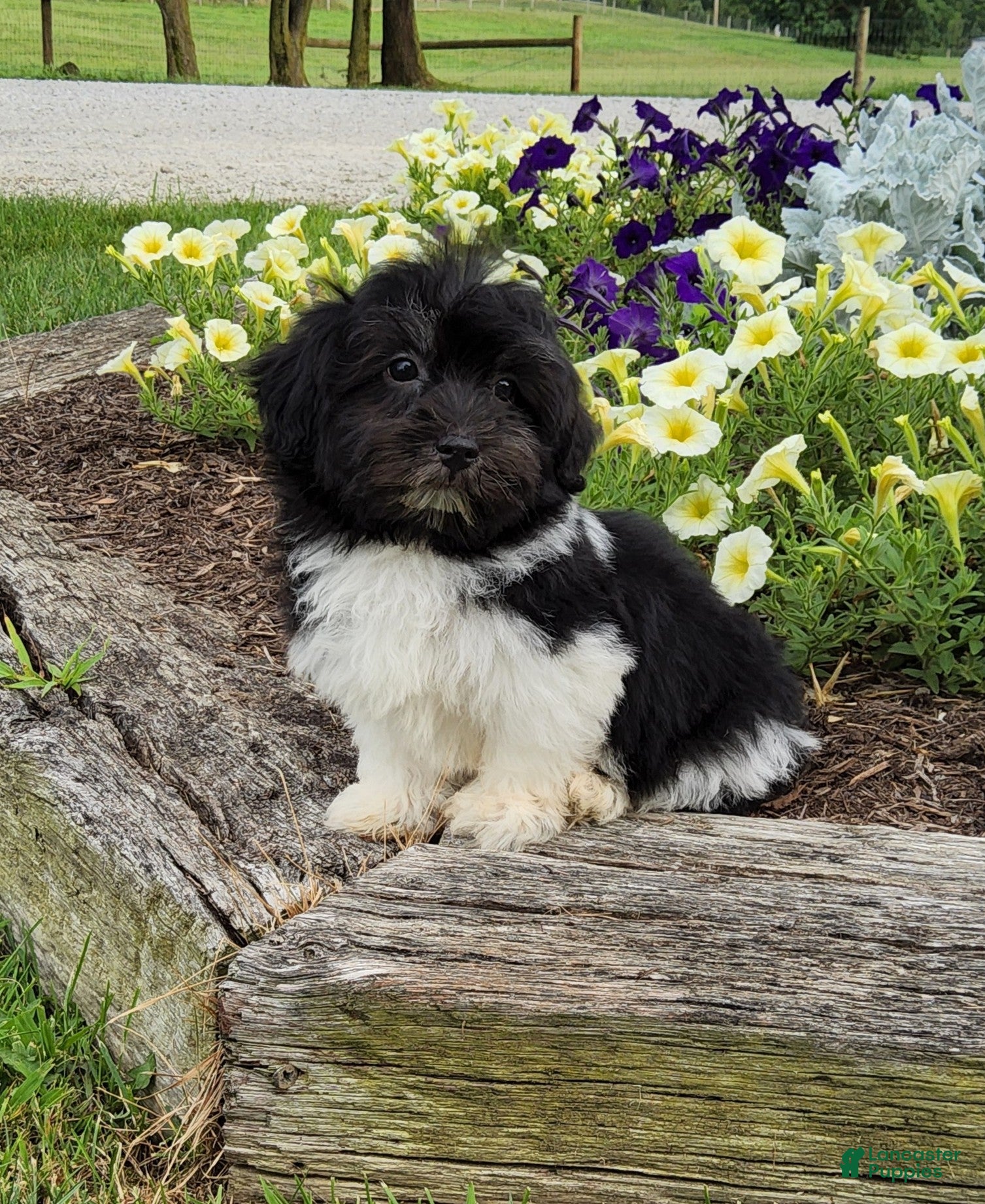 Havanese dogs Toby - Ad 2