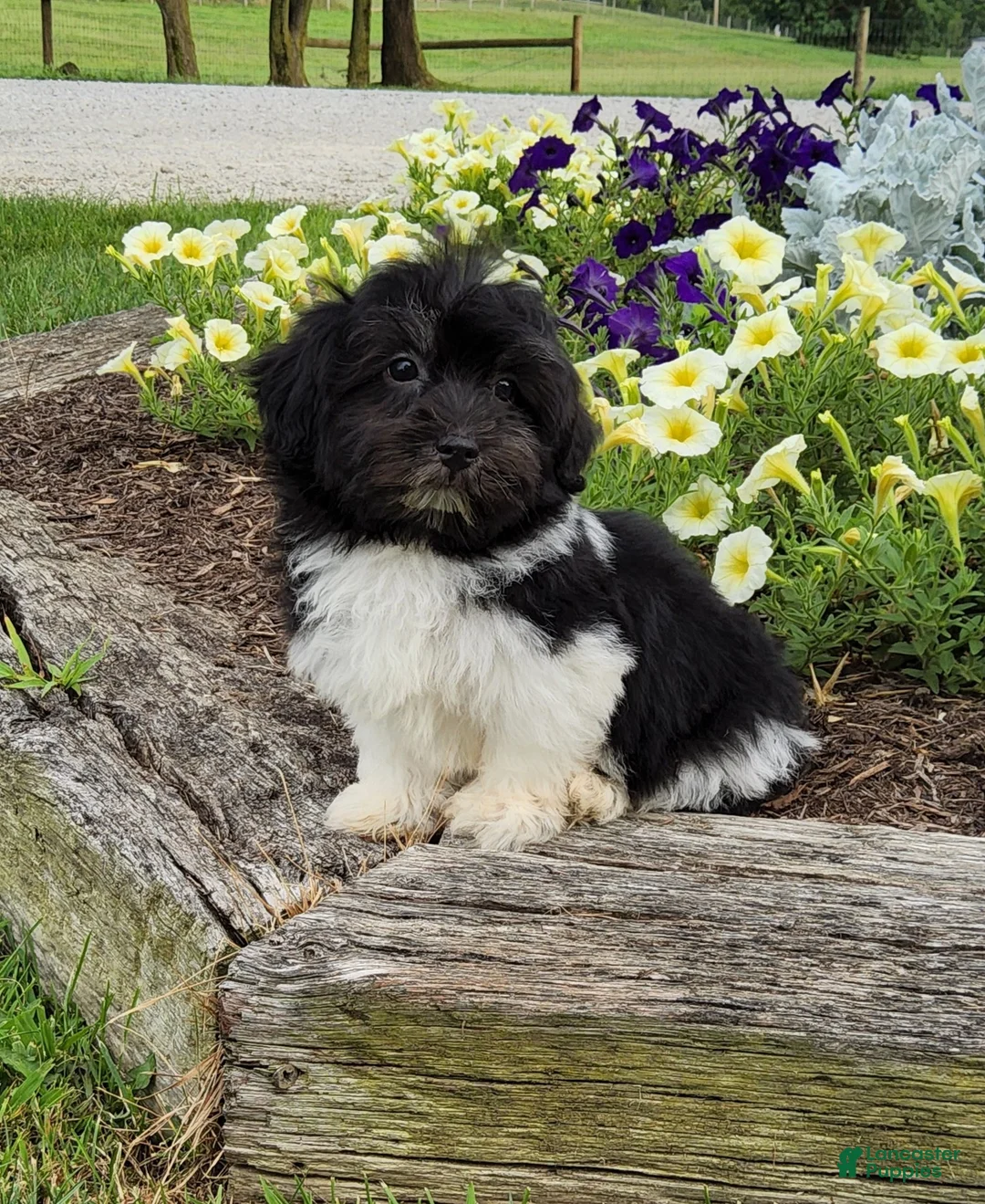 Havanese dogs for sale: Toby - Ad 2