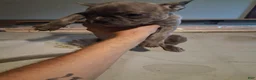 French Bulldog dogs for sale: Bluey - Ad 3