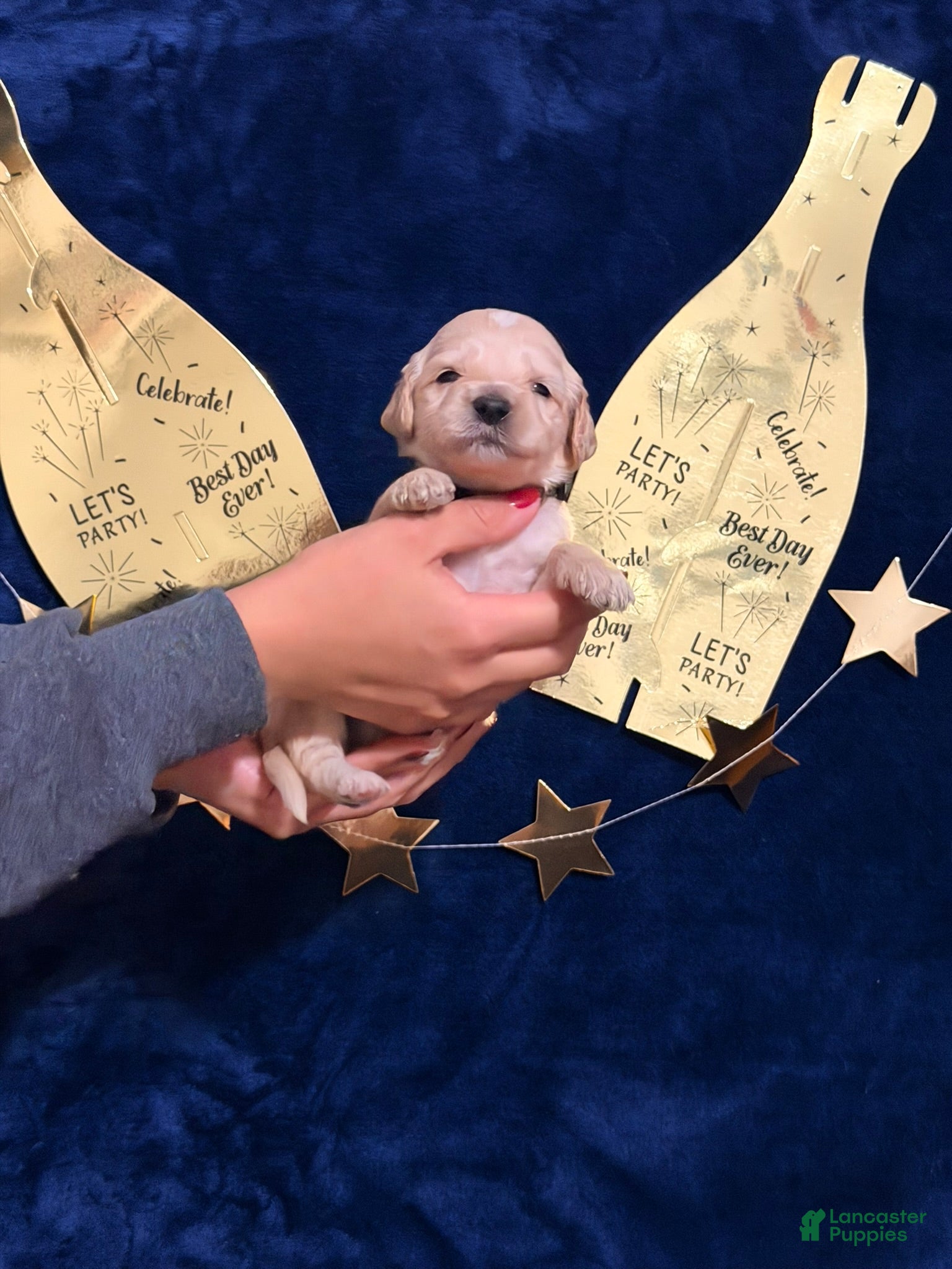 Goldendoodle dogs for sale: Goldendoodle Puppy 4 - Ad 2