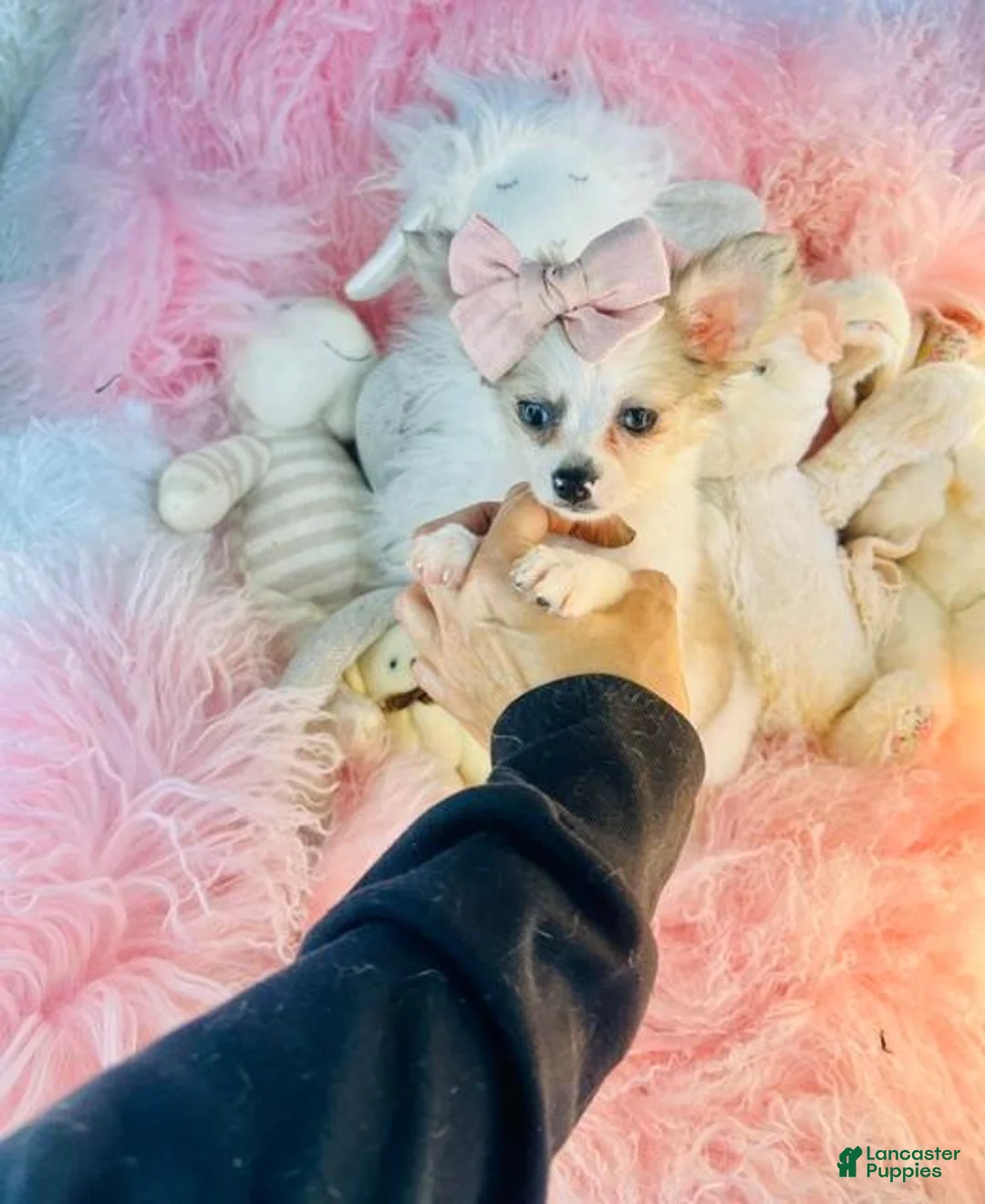 Chihuahua dogs for sale: Chihuahua  Hand Delivery Available  - Ad 2