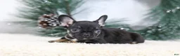 French Bulldog dogs for sale: Ferdinand - Ad 3