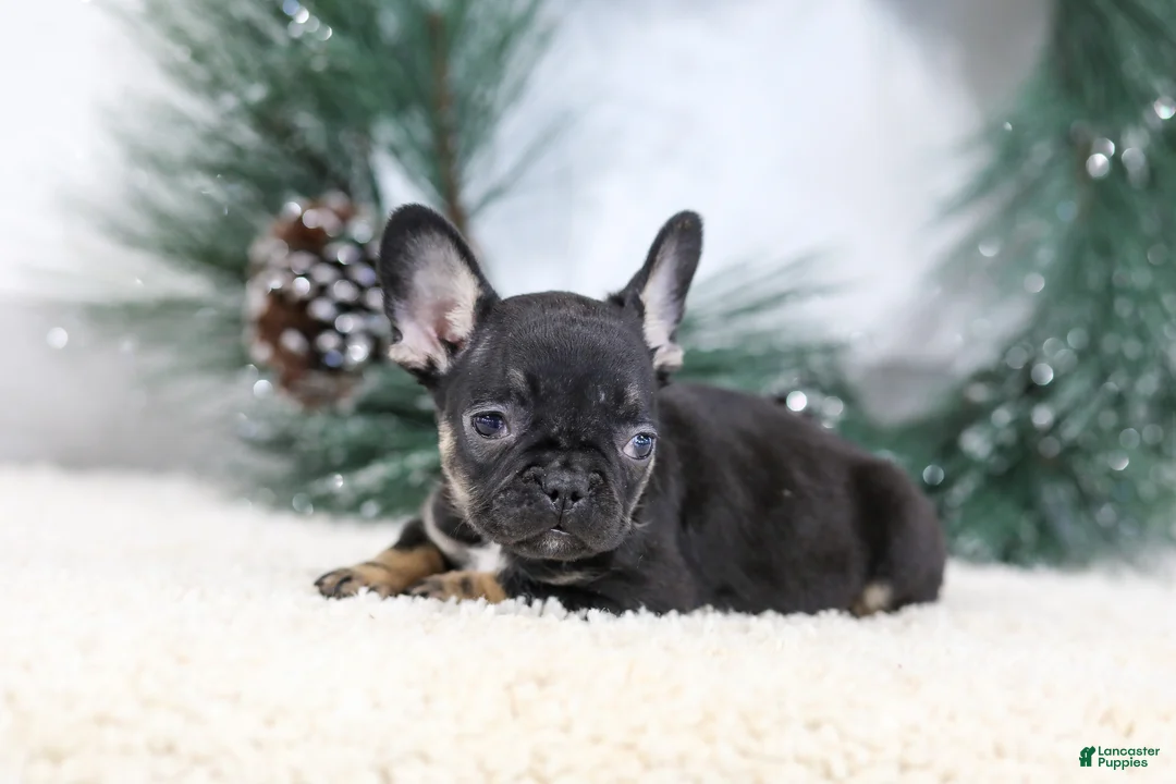French Bulldog dogs for sale: Ferdinand - Ad 3