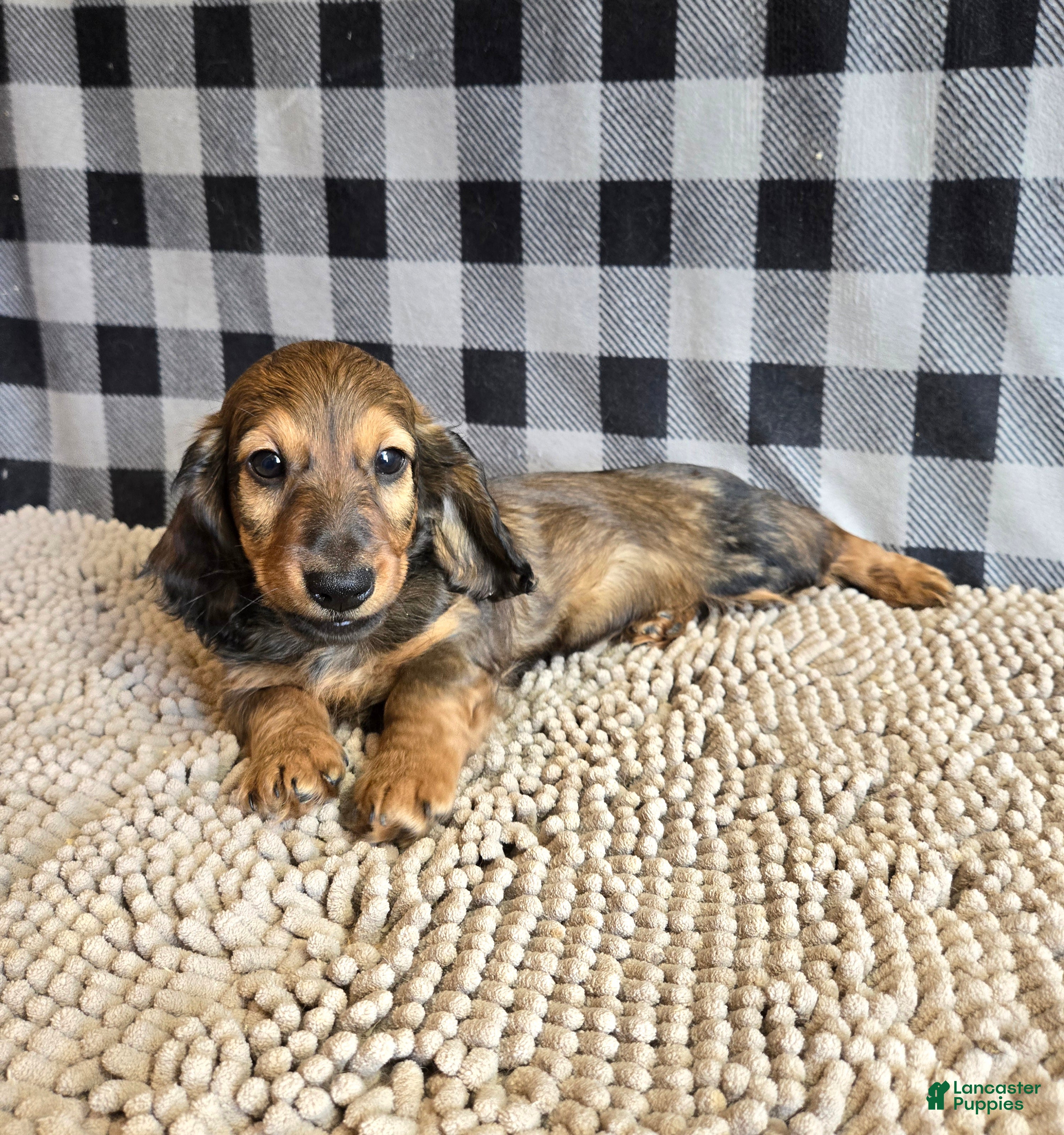 Miniature Dachshund dogs for sale: Tanner - Ad 1