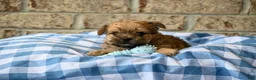 Morkie dogs for sale: Wally - Ad 3