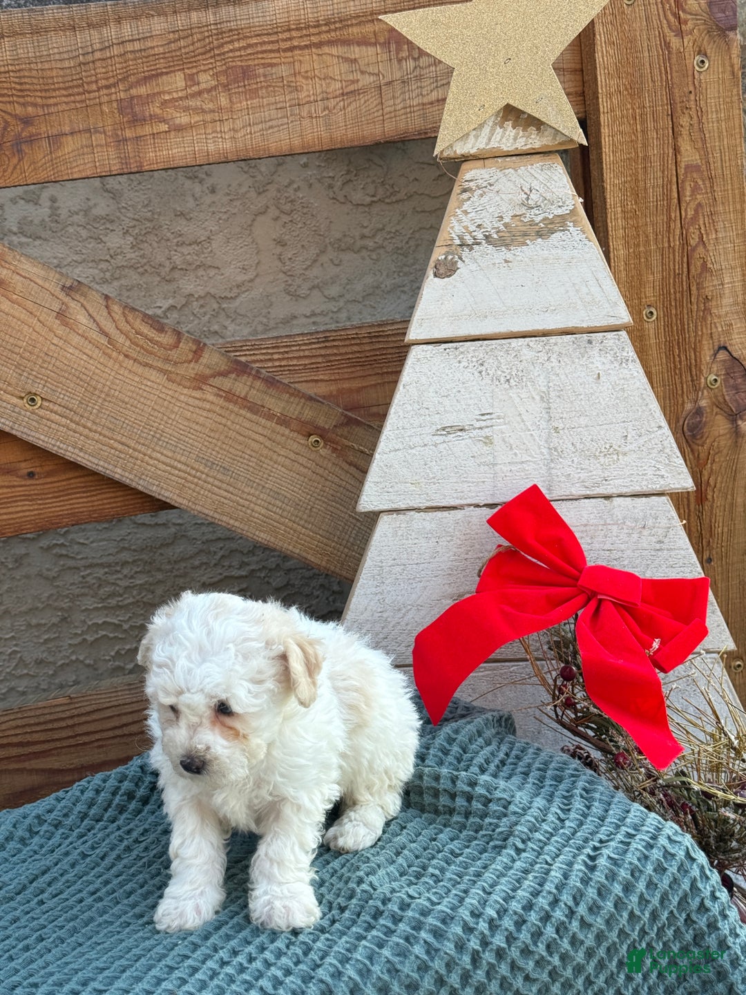 Bichpoo dogs for sale: Amaya - Ad 2