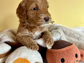 Mini Goldendoodle dogs Biscuit - Ad 27