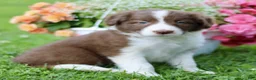 Border Collie dogs for sale: Brad  - Ad 3