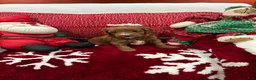 Mini Goldendoodle dogs for sale: Petite Mini Goldendoodle Muffin - Ad 4