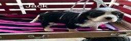 Cavalier King Charles Spaniel dogs for sale: Cavalier King Charles Spaniel Puppy 2 - Ad 2