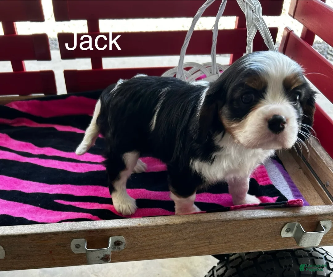 Cavalier King Charles Spaniel dogs for sale: Cavalier King Charles Spaniel Puppy 2 - Ad 2