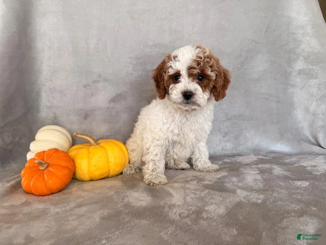 Cavapoo dogs for sale: Peanuts - Ad 3