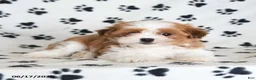 Malshi dogs for sale: Tigger - Ad 3
