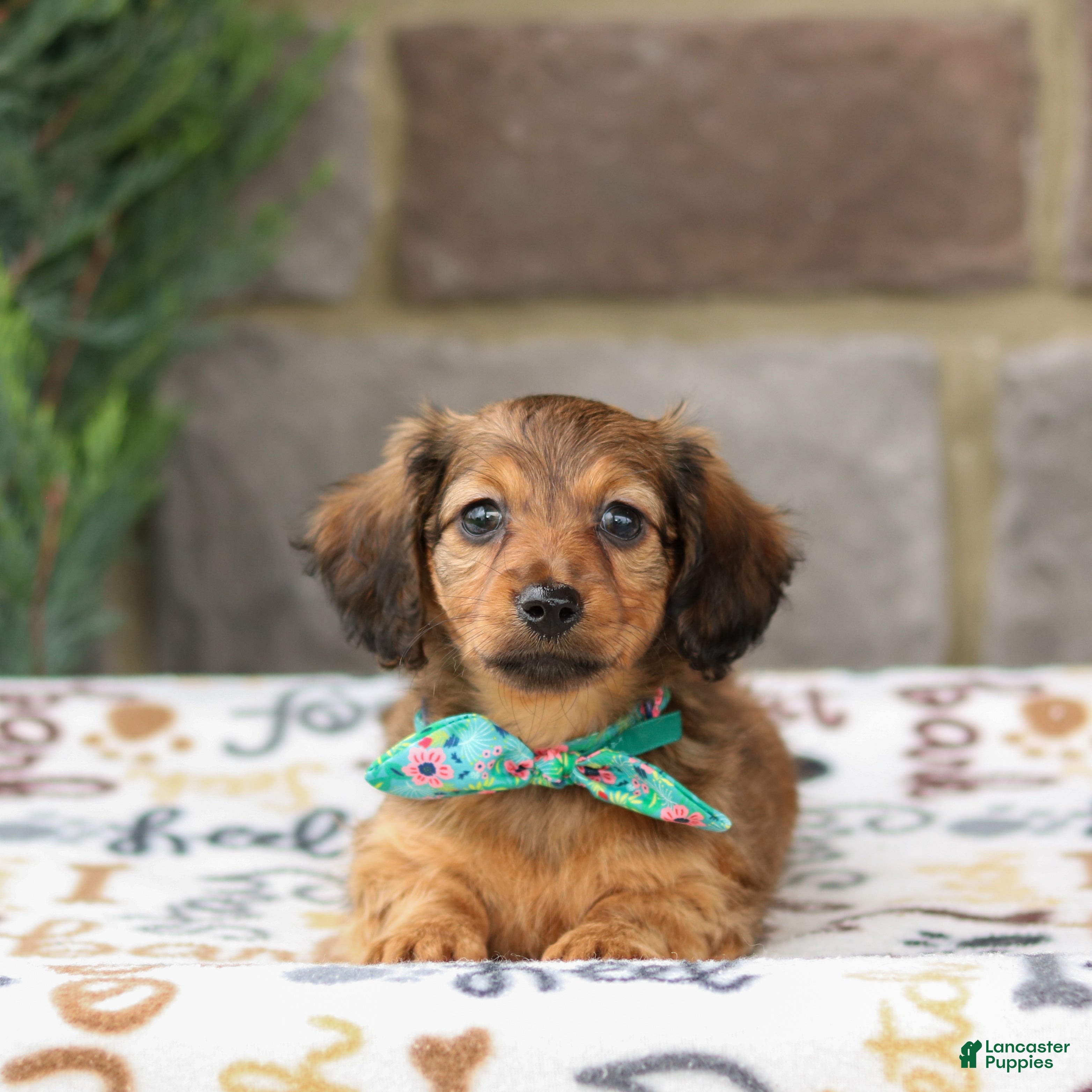 Miniature Dachshund dogs Georgia - Ad 2
