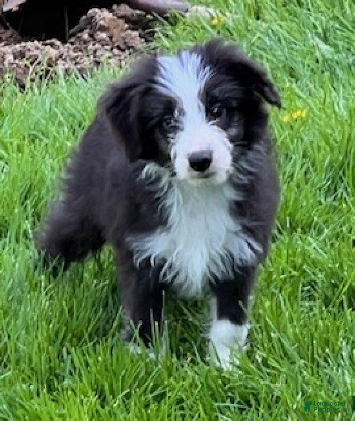 Mini Aussiedoodle dogs Sally - Ad 2