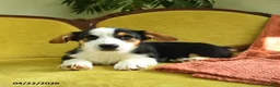 Welsh Corgi Pembroke dogs for sale: Titus - Ad 9