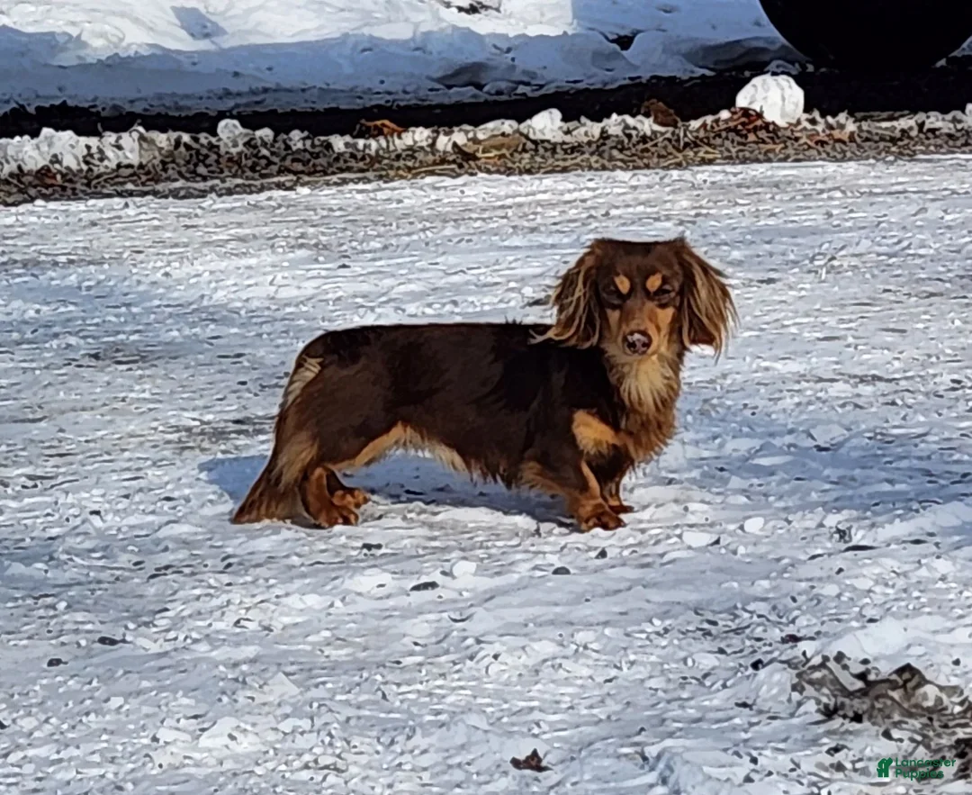 Miniature Dachshund dogs for sale: Oscar - Ad 4