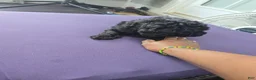 Toy Poodle dogs for sale: Toy Poodle- Nala - Ad 2