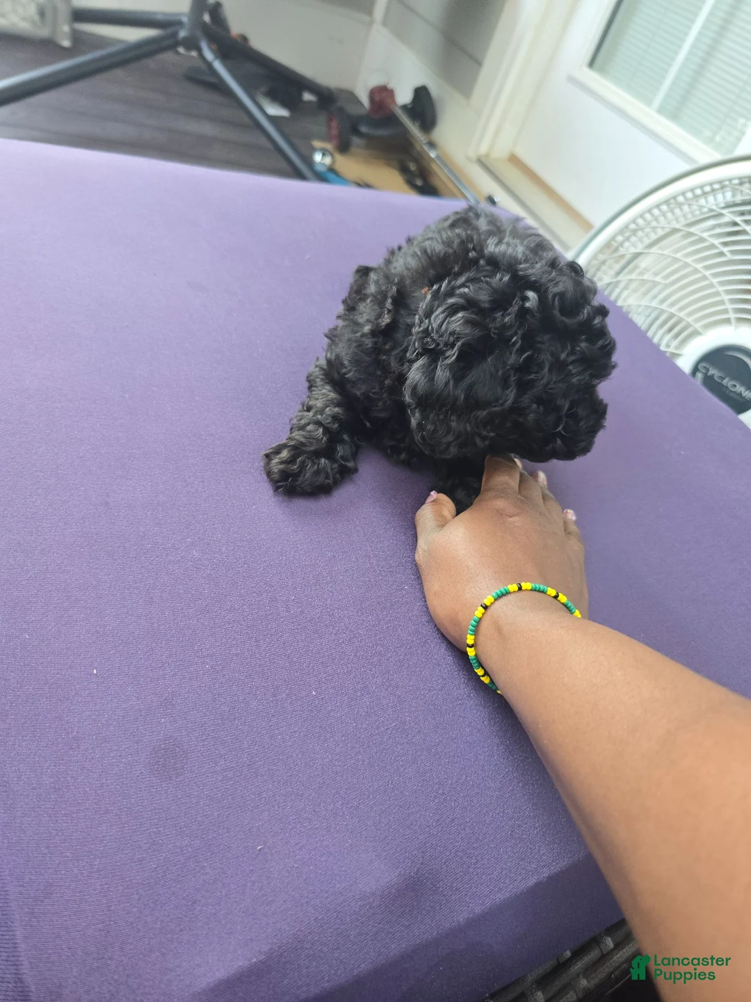 Toy Poodle dogs for sale: Toy Poodle- Nala - Ad 2