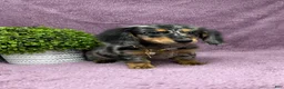 Miniature Dachshund dogs for sale: Hailey - Ad 6