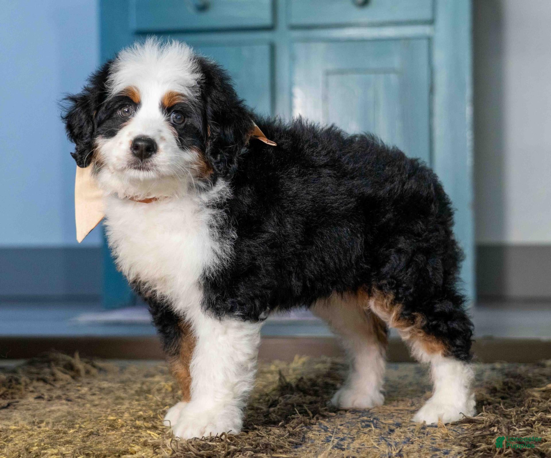 Mini Bernedoodle dogs for sale: Kona - Ad 1