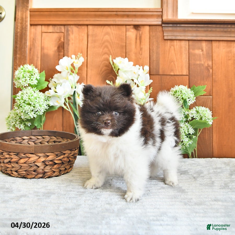 Pomeranian dogs Eddy - Ad 2