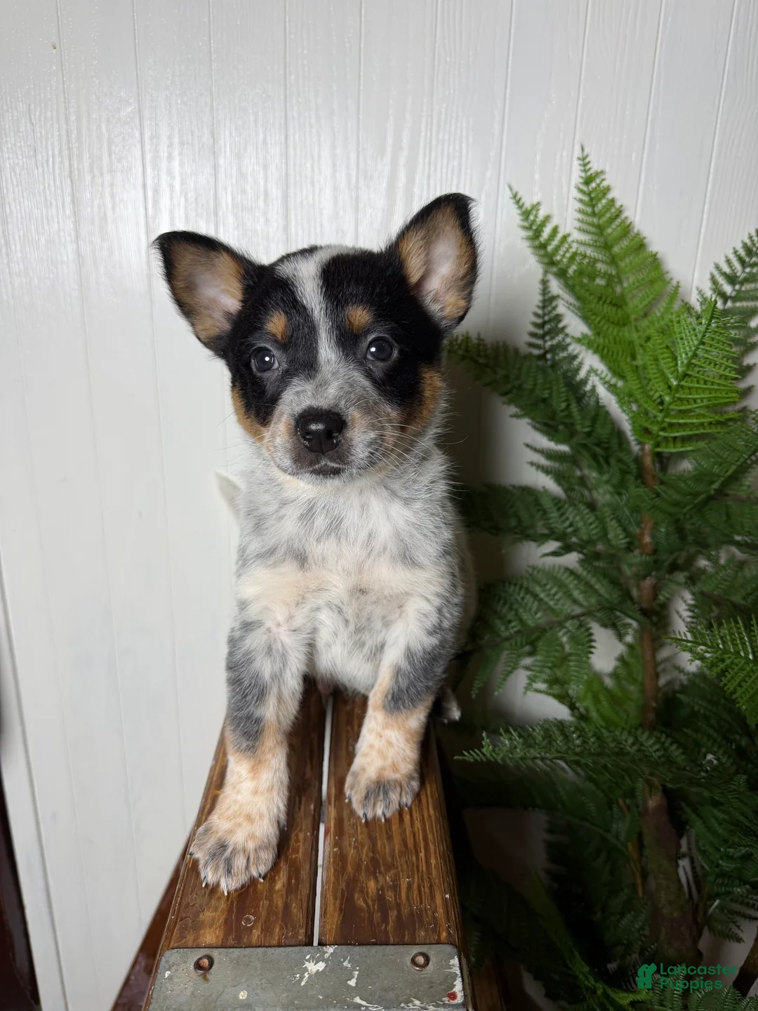 Australian Cattle Dog dogs for sale: Australian Cattle Dog Puppy 4 - Ad 2