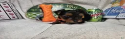 Yorkshire Terrier dogs for sale: Sofia (Black and Red) - Ad 2