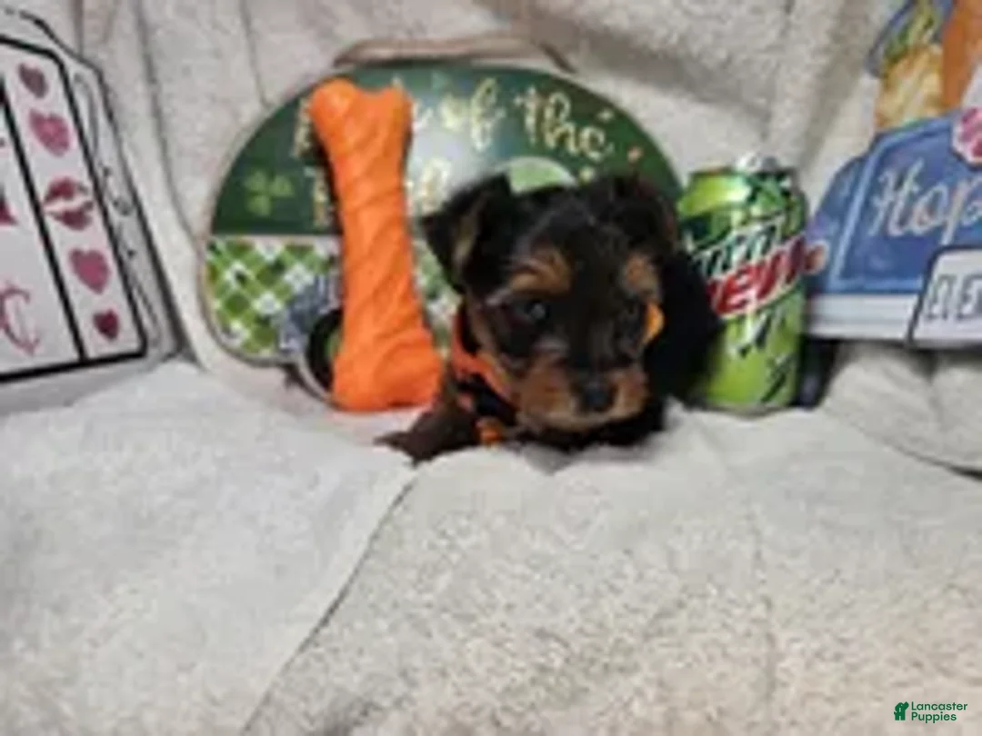Yorkshire Terrier dogs for sale: Sofia (Black and Red) - Ad 2