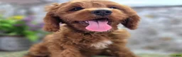 Cavapoo dogs for sale: Iceberg - Ad 16