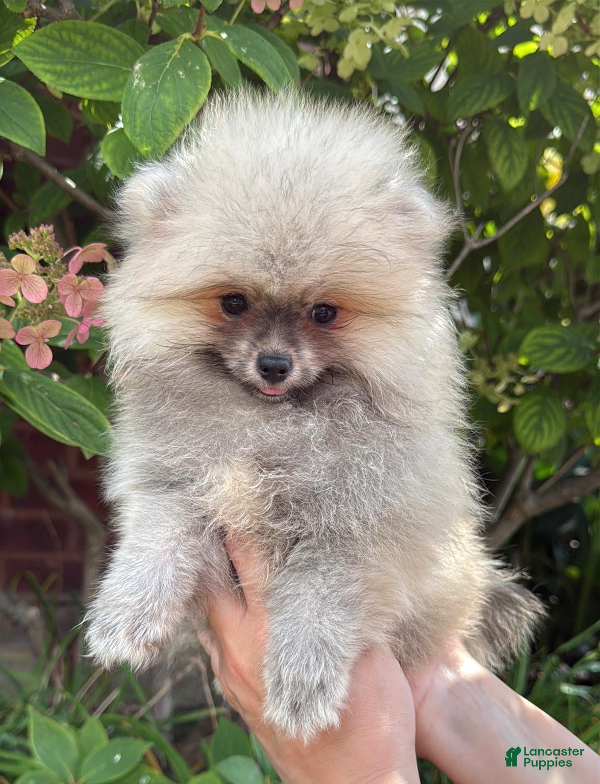 Pomeranian dogs Luna - Ad 1