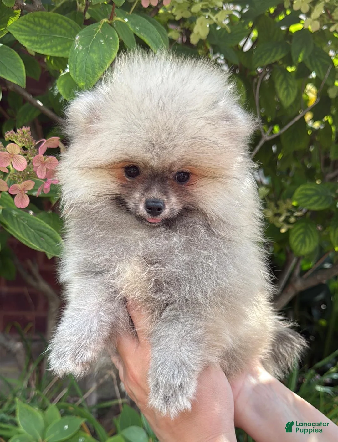 Pomeranian dogs for sale: Luna - Ad 1