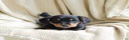Mixed Breed dogs for sale: Otto - Ad 3