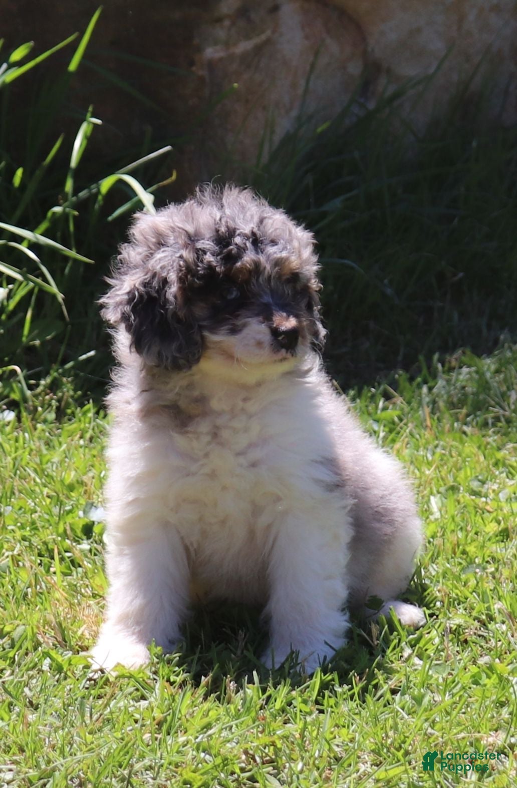 Mini Bernedoodle dogs Mini Bernedoodle 1 - Ad 37