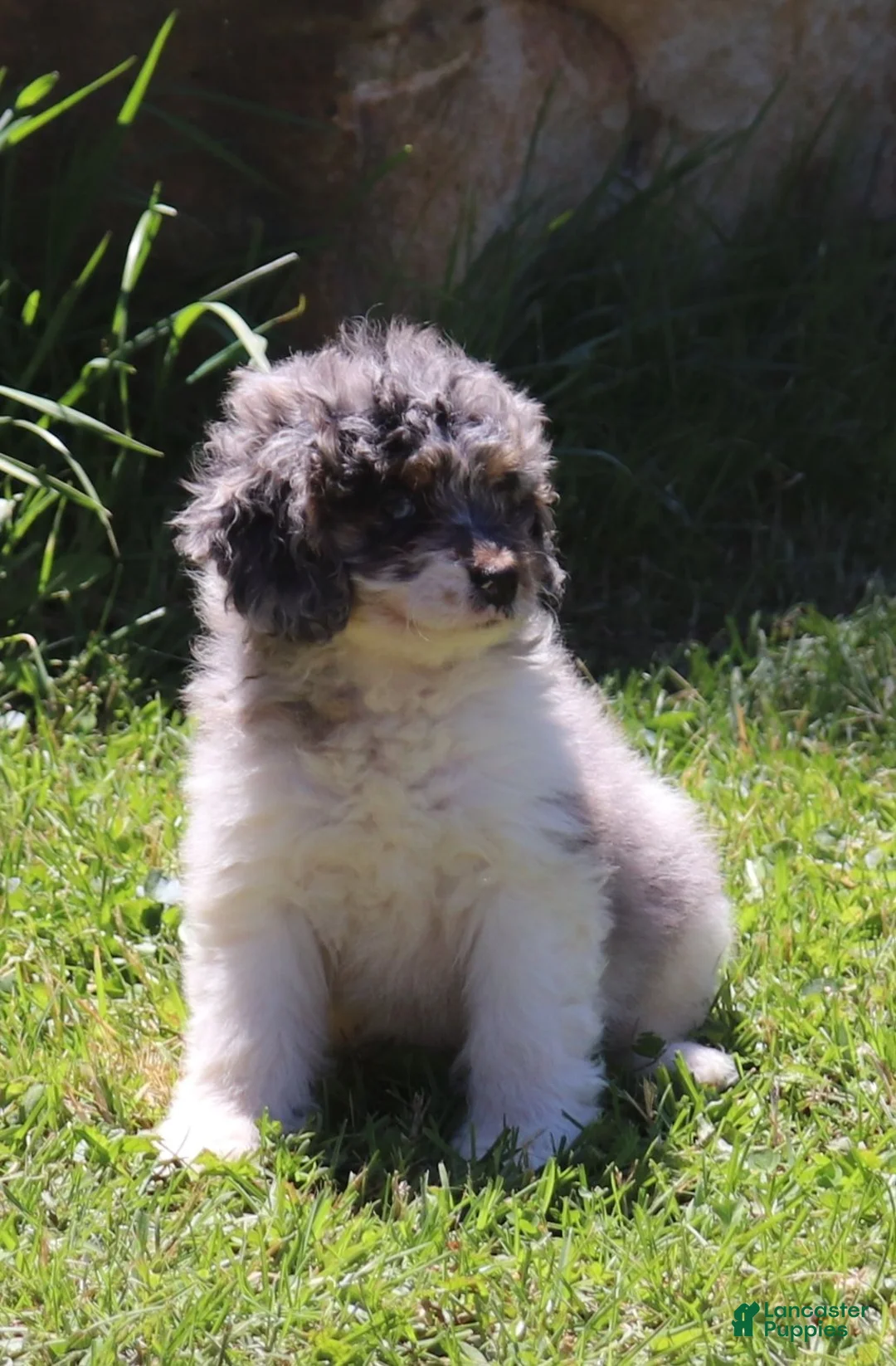 Mini Bernedoodle dogs for sale: Mini Bernedoodle 1 - Ad 1