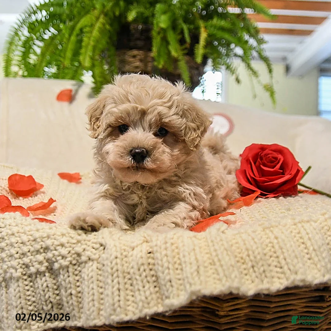 Maltipoo dogs for sale: Ann - Ad 2