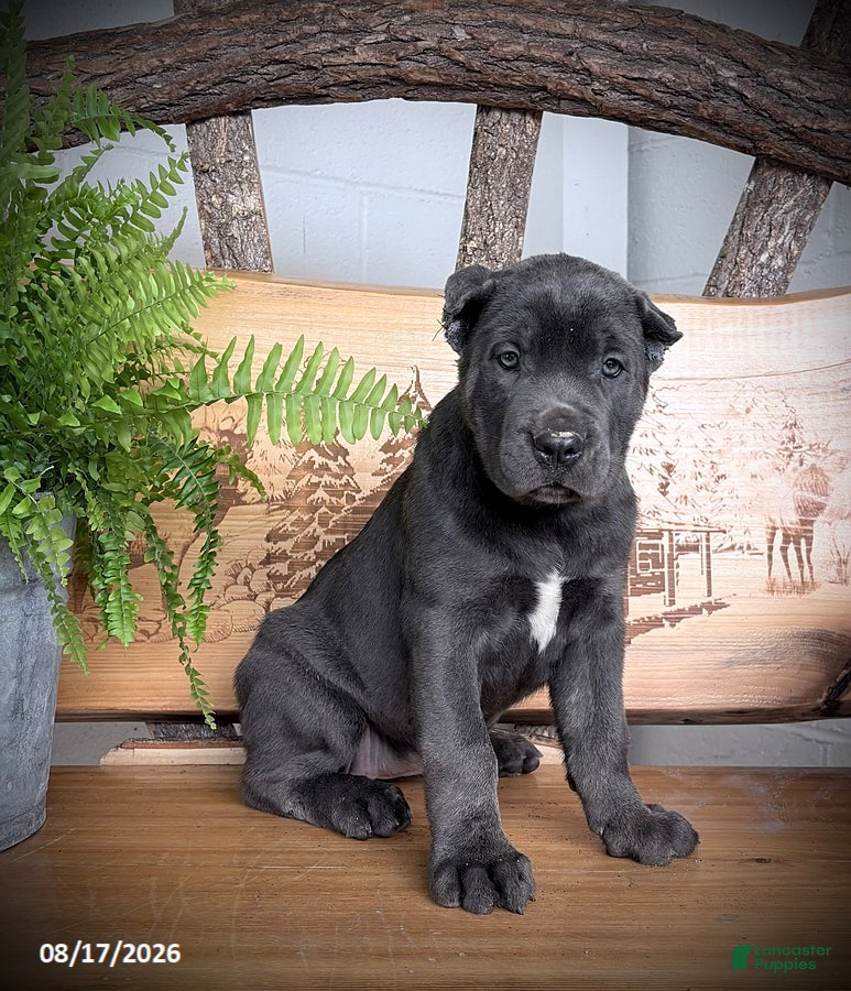 Cane Corso dogs Sasha - Ad 1
