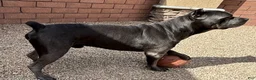 Cane Corso dogs for sale: Cane Corso 7 - Ad 3