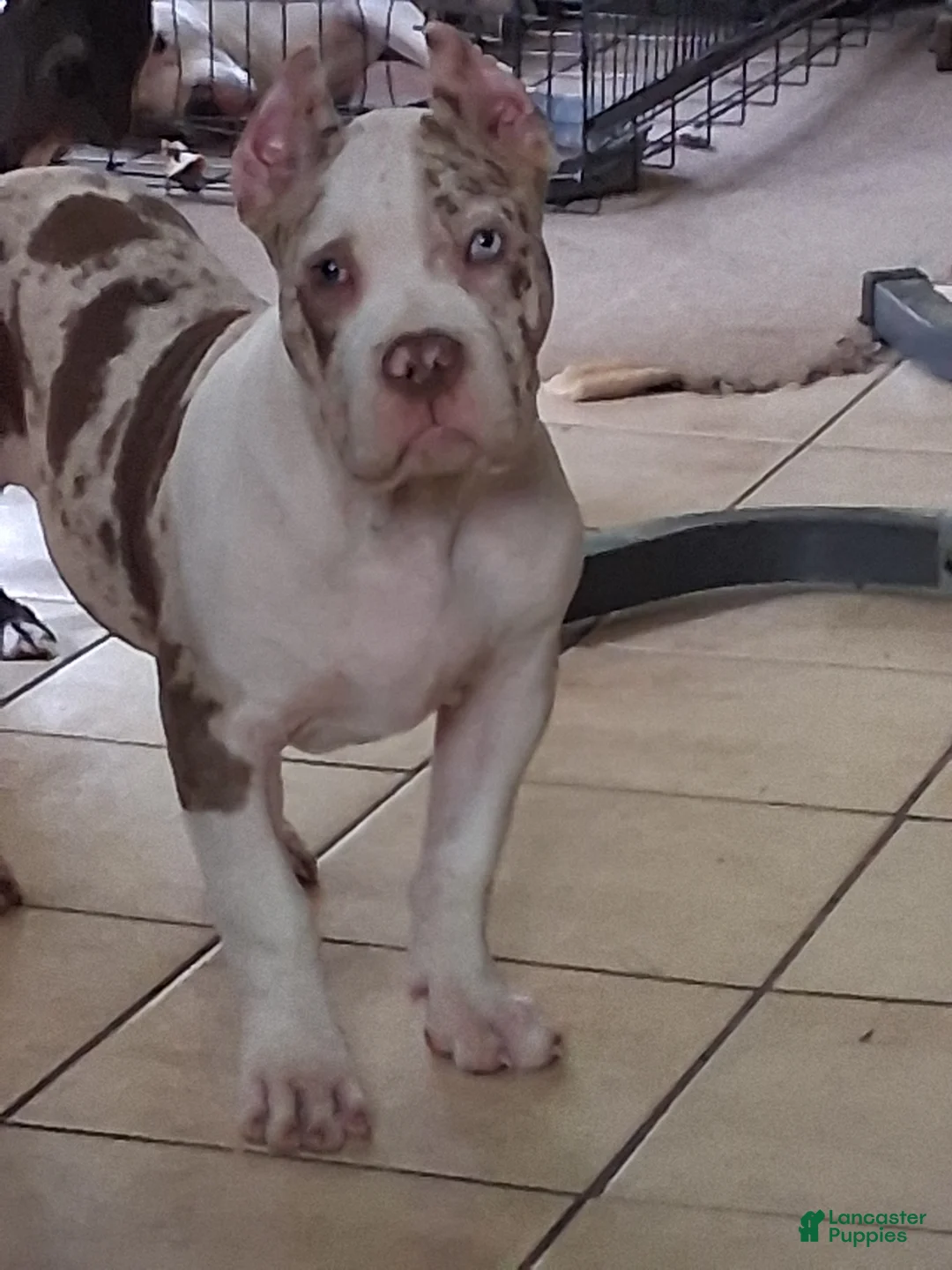 American Bully dogs for sale: American Bully Puppy 1 - Ad 1
