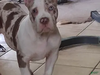 American Bully dogs American Bully Puppy 1 - Ad 38