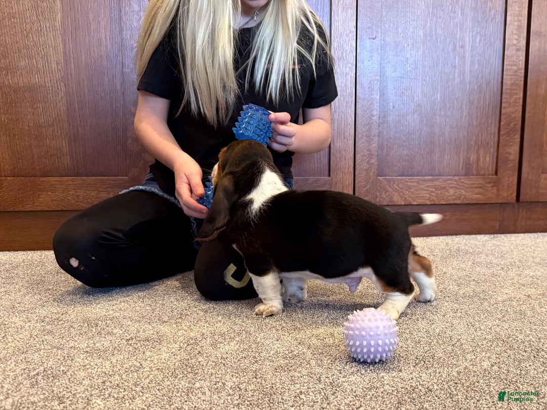 Basset Hound dogs for sale: Chris - Ad 3